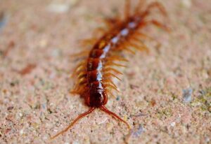Kelabang sering muncul saat musim hujan di rumah dan bangunan. Kenali penyebab, risikonya, dan solusi pest control profesional dari Pestigo agar lingkungan lebih aman.